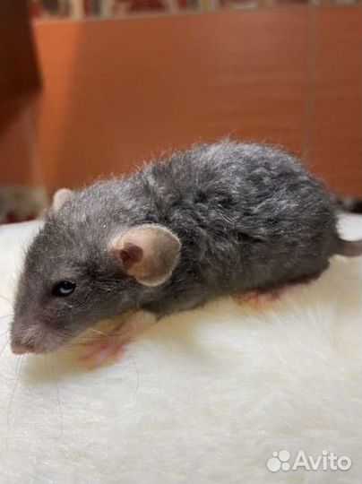 Крысята, Дамбо, из питомника sweet rat