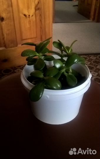 Толстянка или денежное дерево