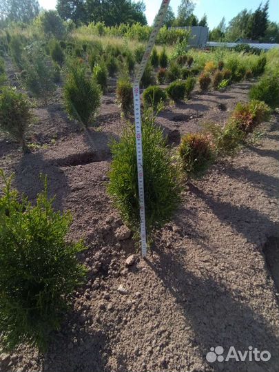 Туя смарагд