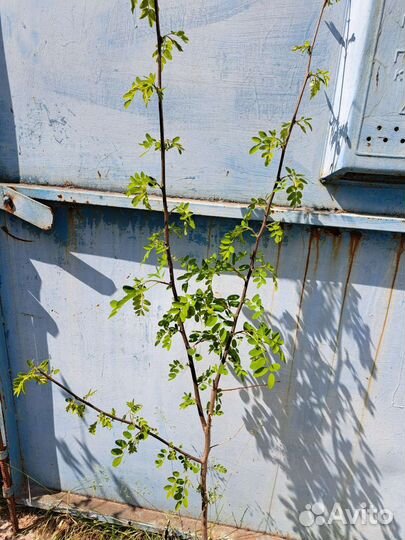 Акация высотой 1,4 м
