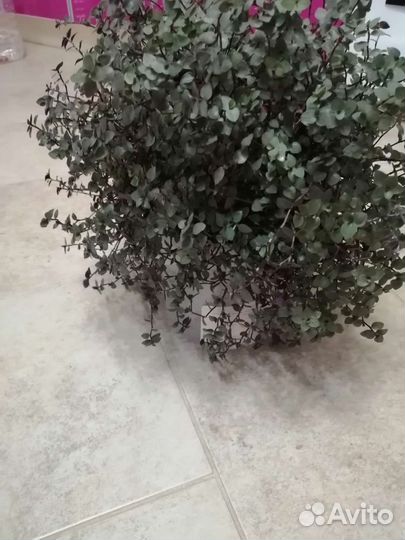 Традесканция