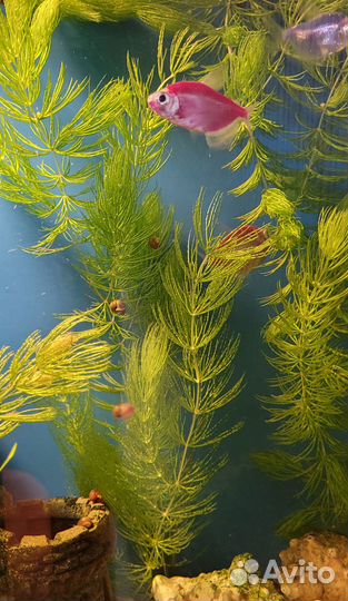 Аквариумное растение 
