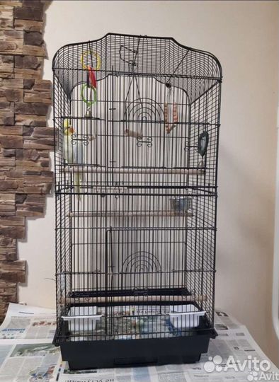 Попугай корелла девочка