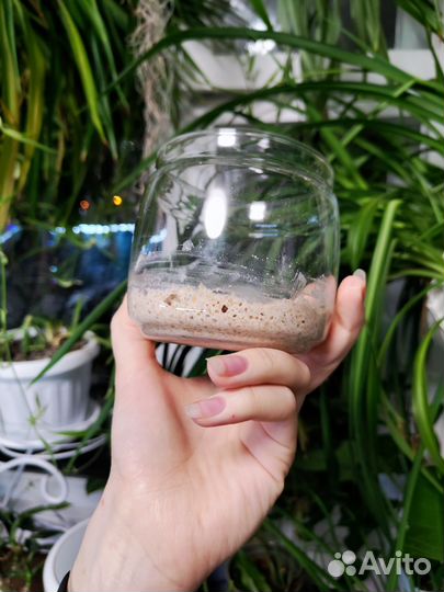 Закваска хлебная на цельнозерновой муке