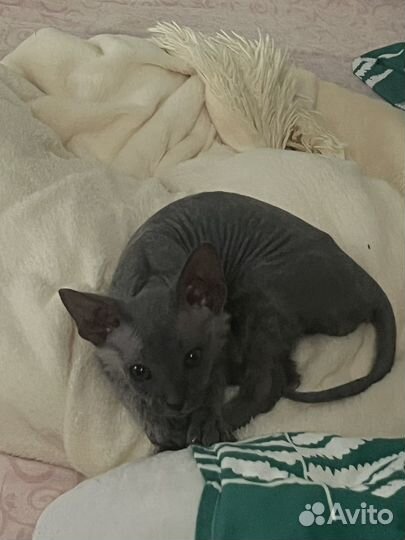 Котята сфинкс браш