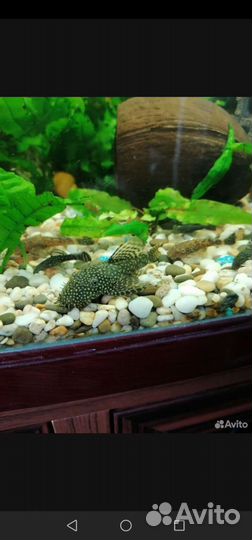 Аквариумные рыбки сомики анцитрусы