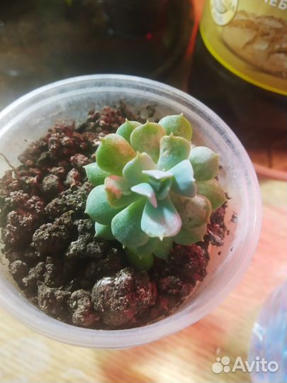 Суккуленты