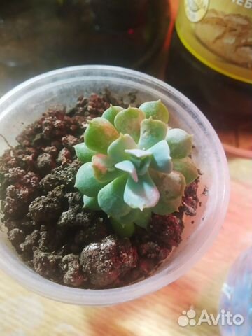 Суккуленты