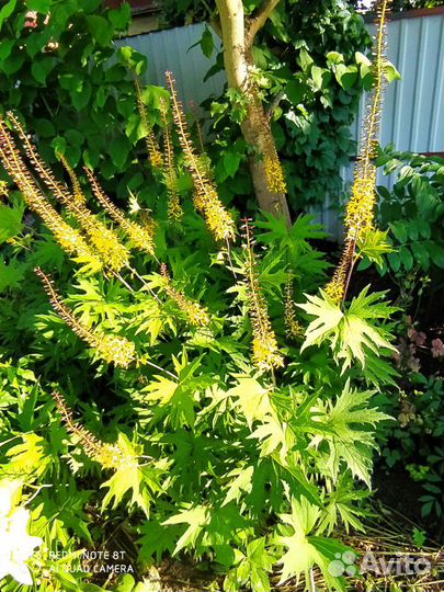 Лилейник, и др