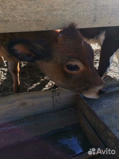 Джерсейская телочка