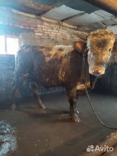 Быки сементалы