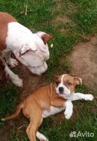 Американский стаффордширский терьер щенки