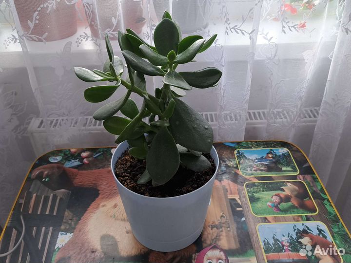 Крассула толстянка денежное