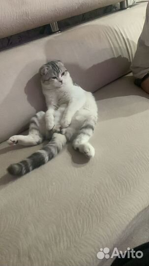 Шотландский кот вязка