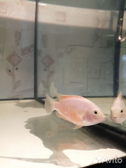 Цихлазома Фламинго