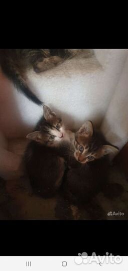 Кошки бесплатно