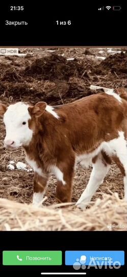 Телята симменталы