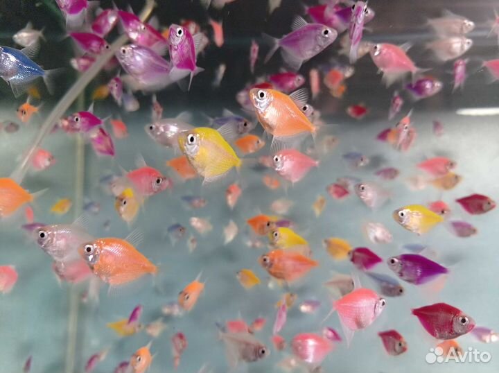 Тернеции Глофиш