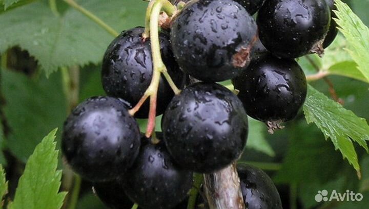 Время рассаживать клубнику