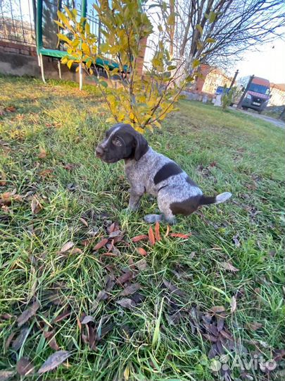 Щенки дратхаара