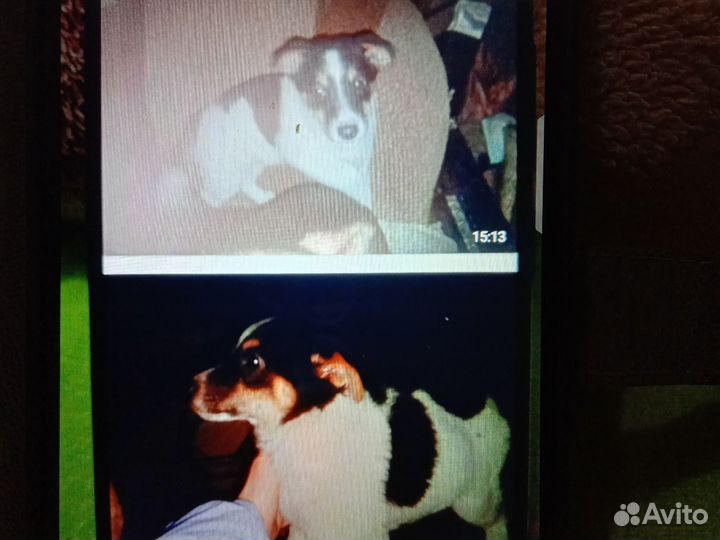 Отдам щенят 2девочки2месяца