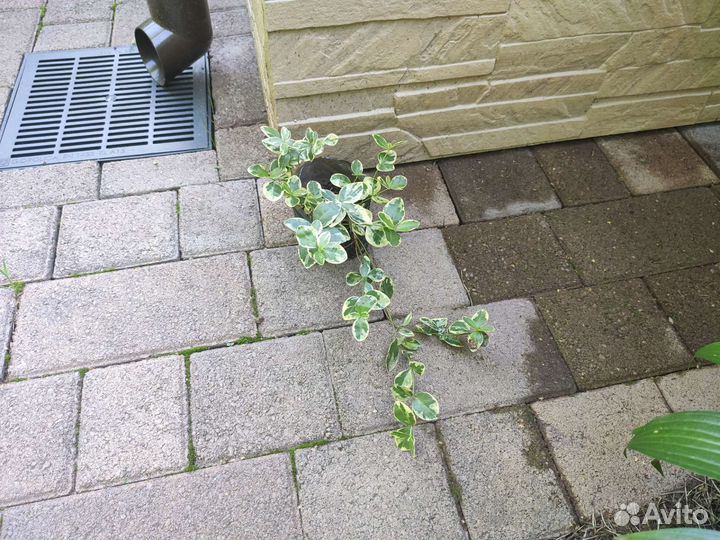 Барвинок пестролистный