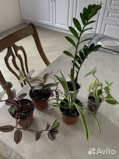 Комнатные цветы традесканция, хлорофитум