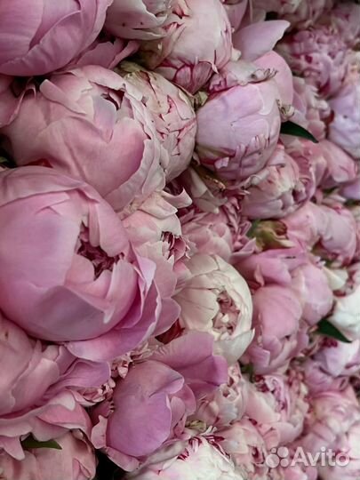 Пионы розовые Premium