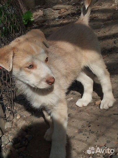 Щенки в добрые руки