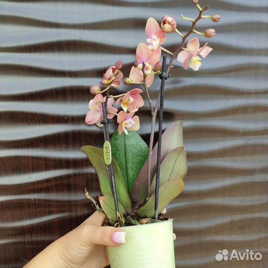 Орхидеи фаленопсис мультифлора сортовые