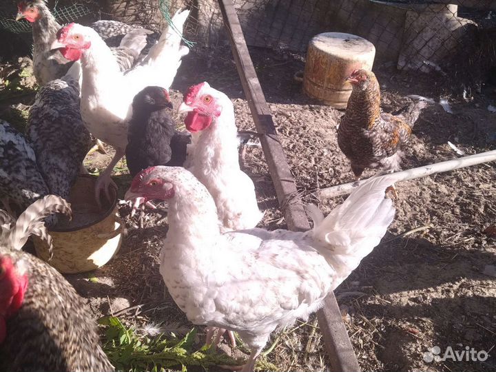 Пушкинский петух