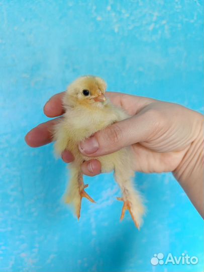 Инкубационное яйцо кур породы брама