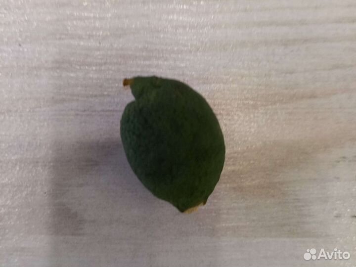 Маленький лаймик из Турции