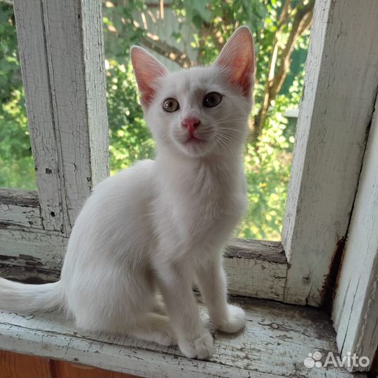 В добрые руки