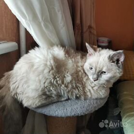 Селкирк-рекс (Selkirk Rex) кошка.