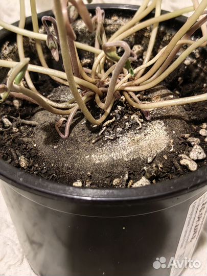 Цикламен неаполитанский