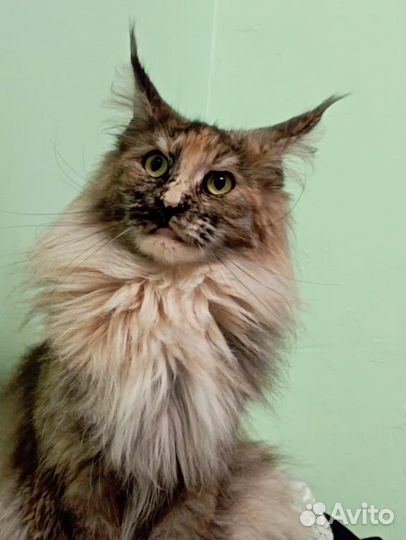 Котейки Мейнфолд