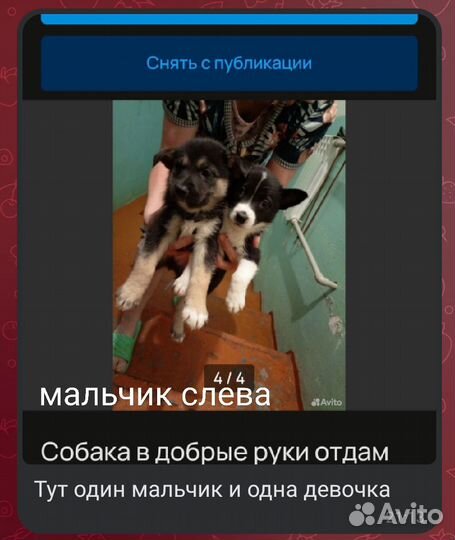 Собака в добрые руки отдам бесплатно
