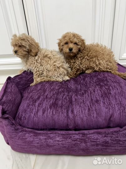 Мальтипу ф1 два мальчика карамель и ирис