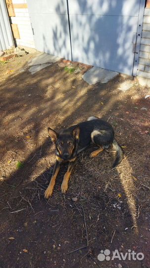 Отдам в добрые руки