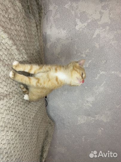 Котенок в добрые руки