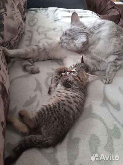 Кошка в дар бесплатно