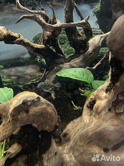 Тетраодон восьмерка, анциструсы(пара)