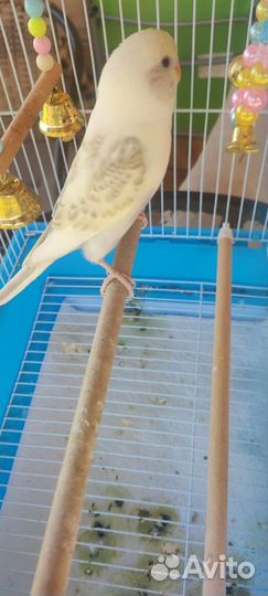 Волнистый попугай чех с клеткой