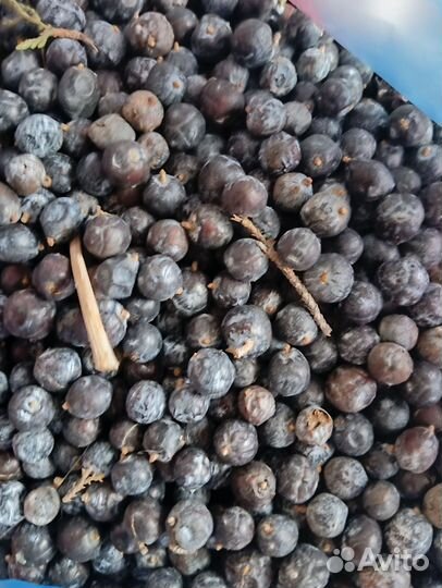 Можевельник ягоды