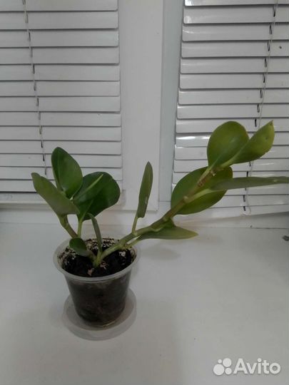 Пеперомия туполистная