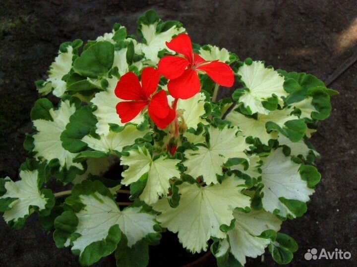 Пеларгония зональная Happy Thought Red