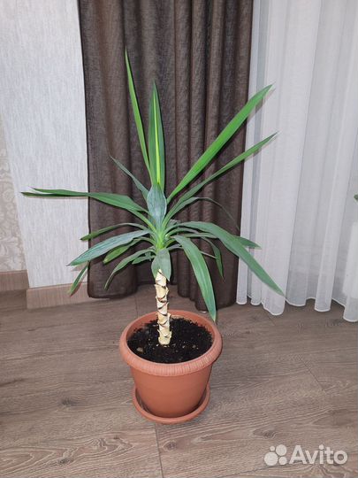 Пальма юкка