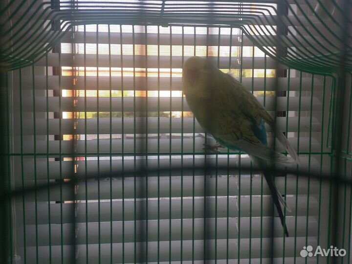 Волнистый попугайчик,самочка