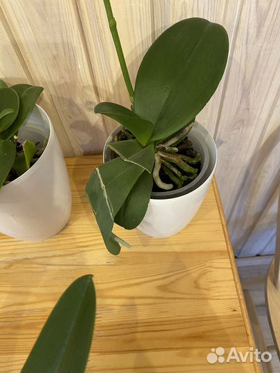 Орхидеи фаленопсис 5 штук